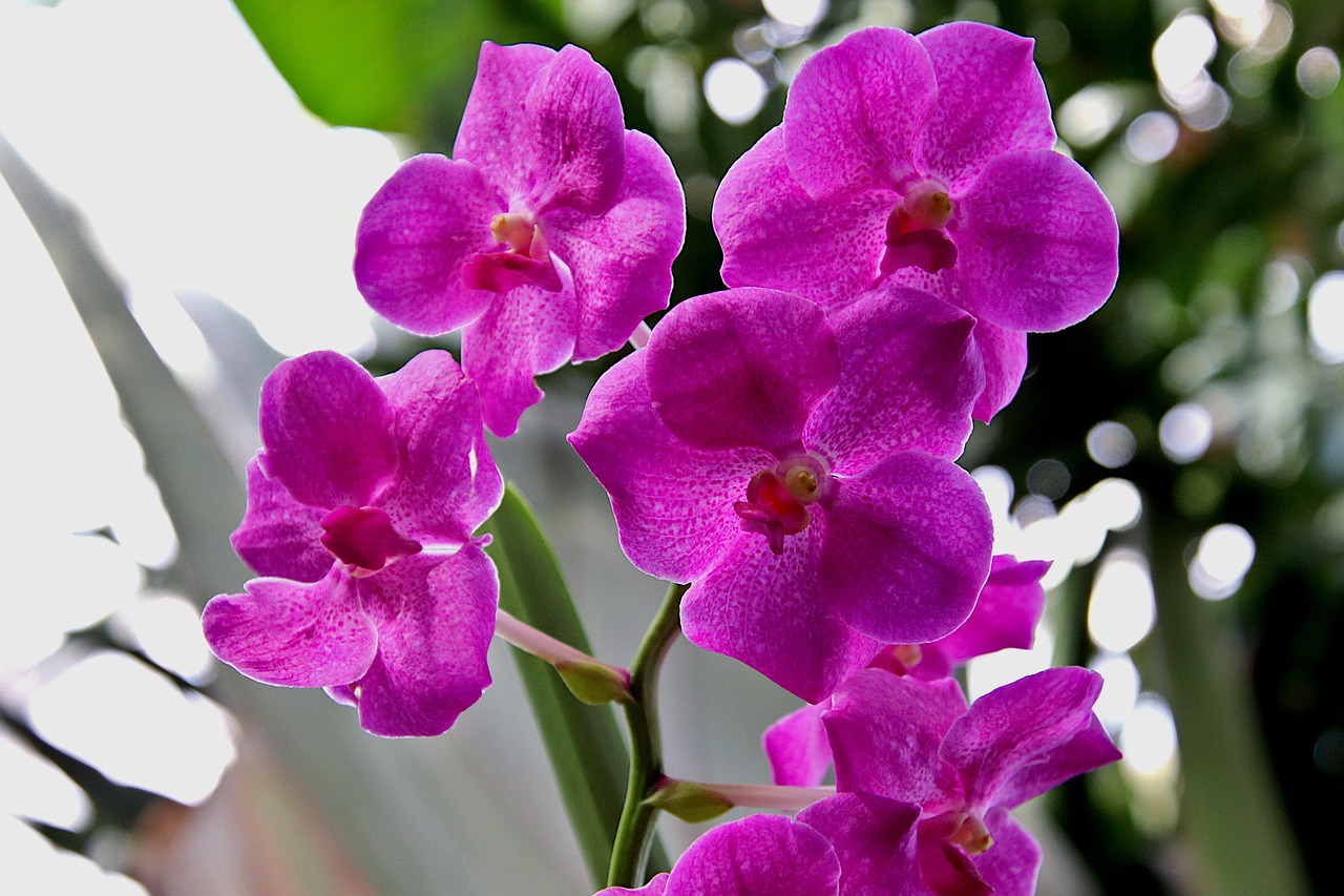 Orchid - free online jigsaw puzzle photo