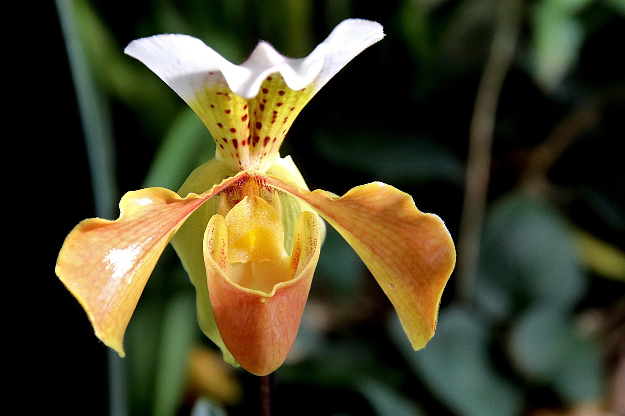Orchid - free online jigsaw puzzle photo