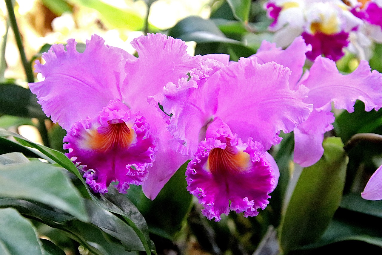 Orchid - free online jigsaw puzzle photo