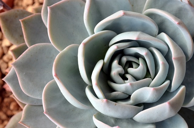 Free Succulent Plant Fibonacci photo and picture