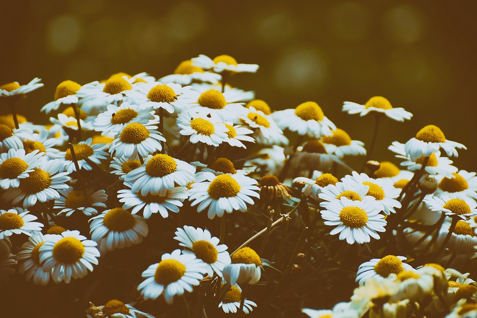 Daisies White Flower Free photo on Pixabay Pixabay