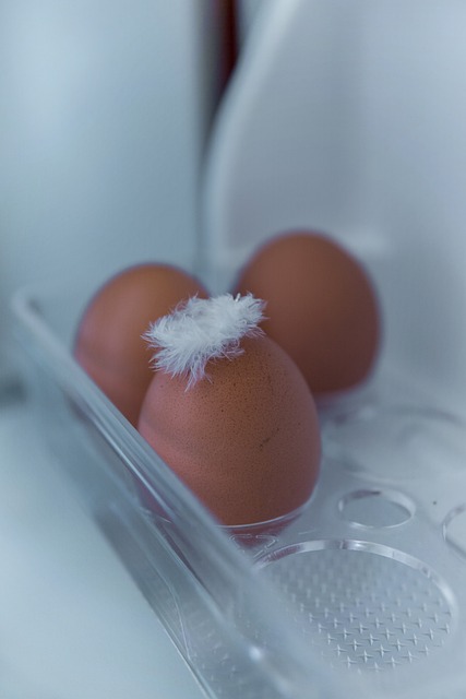 Free Egg Brown photo and picture