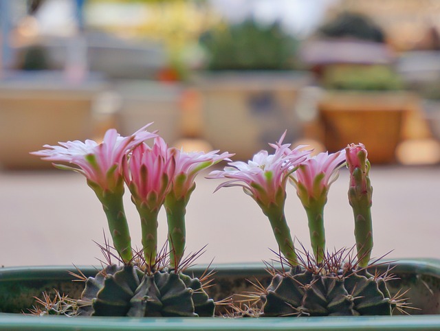 Free Cactus Flowers photo and picture