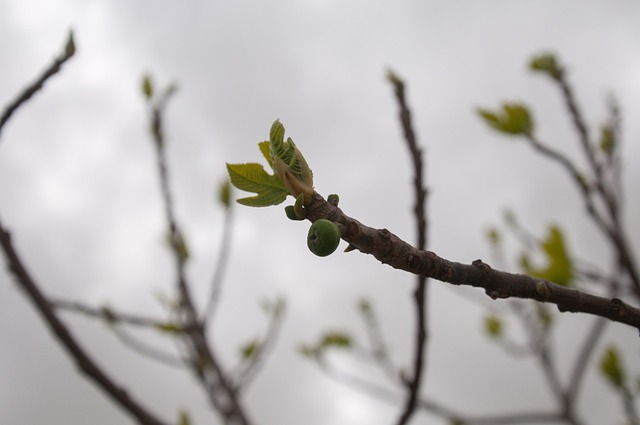 Free Tree Bud photo and picture