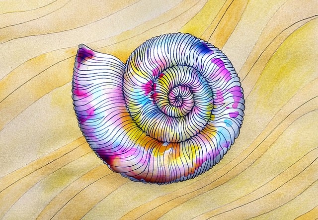 Download free HD stock image of Shell Beach Free shell beach nature illustration