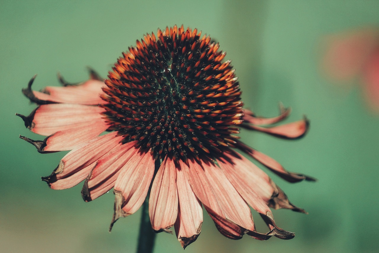Flower - free online jigsaw puzzle photo