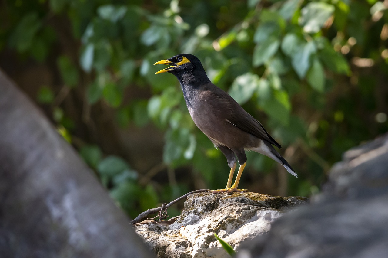 4+ Free Black Winged Myna & Bird Images - Pixabay