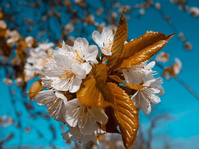 Free Blossoms Nature photo and picture