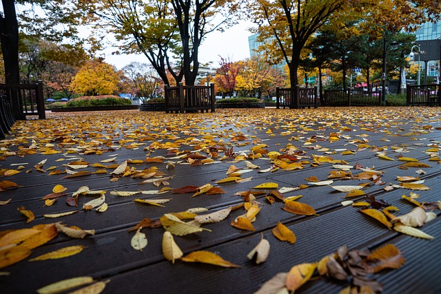 Free Autumn Leaves photo and picture