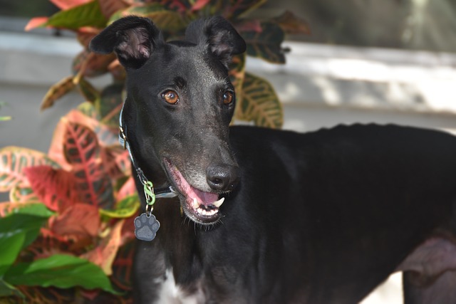 Free Greyhound Retired Racing Dog photo and picture