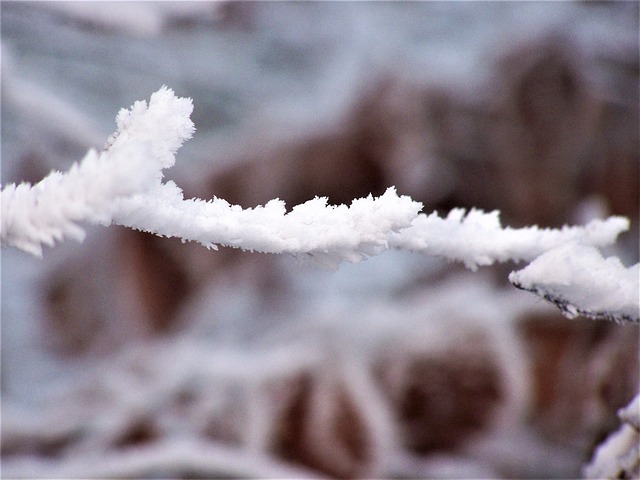Zweig, Schnee, Winter, Natur, Gefroren