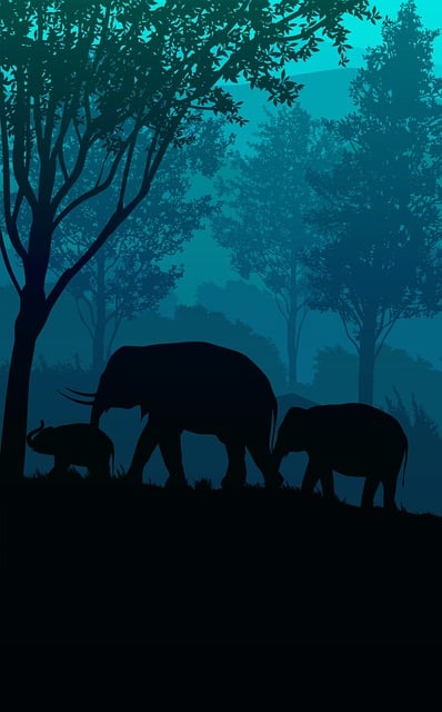 Sunset, Elephant, Animal, Horse