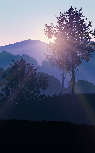 Sunset, ท้องฟ้ายามค่ำคืน, Tree