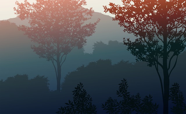 Sunset, Tree, Landscape, Sky, Silhouette