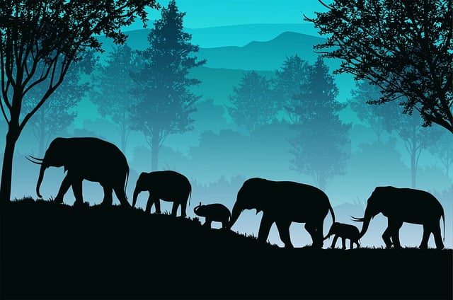 Sunset, Elephant, Animal, Silhouette