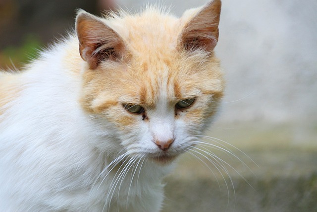 Free Cat Street Cat photo and picture