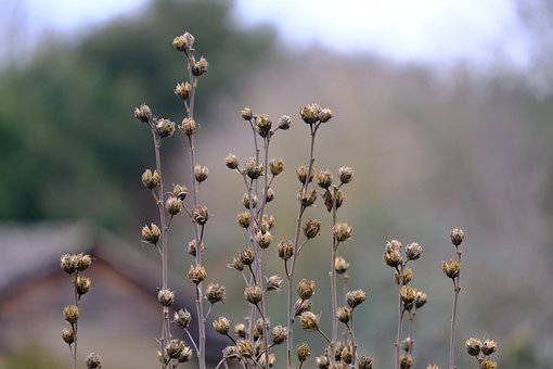 种子, 蜀葵种子, 蜀葵, 玫瑰花, 花园白杨玫瑰, 常见的牡丹, 花园蜀葵