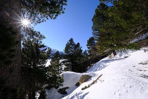松树林, 松树, 自然, 瑞士石松, 景观, 雪, 下雪的