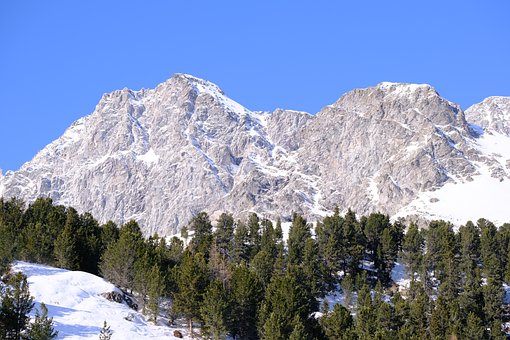 松树林, 松树, 瑞士石松, 景观, 下雪的, 自然, 山, 松松, 雪