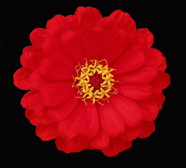 Blüte, Blumentapete, Blume