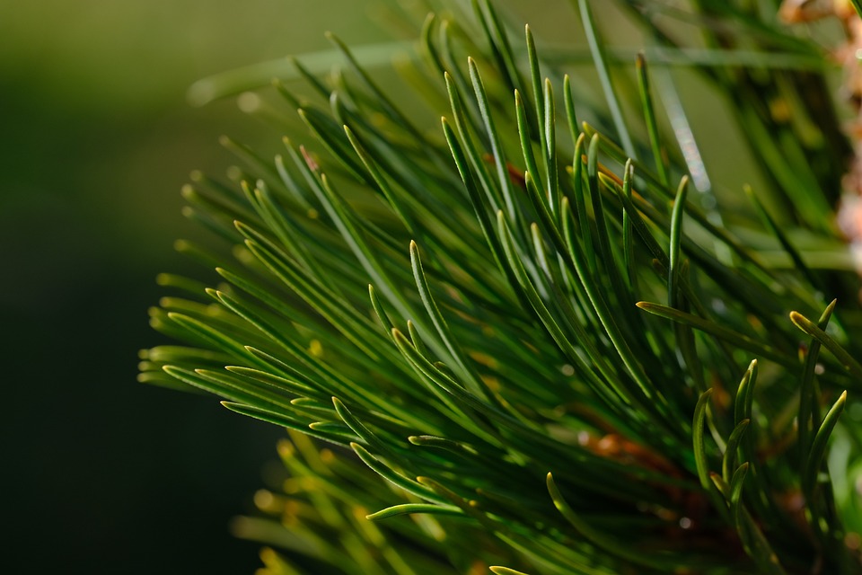 Pine Needles Branch Free photo on Pixabay