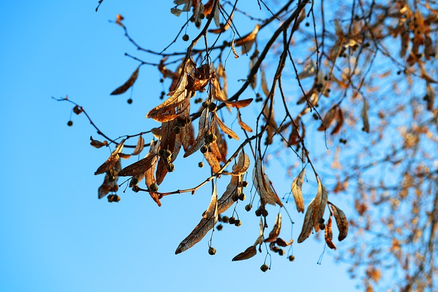 Free Maple Fruit photo and picture