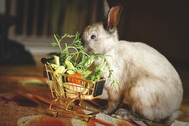 Free Dwarf Rabbit Color Dwarf photo and picture
