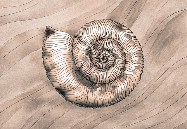 Free seashells sink sand illustration