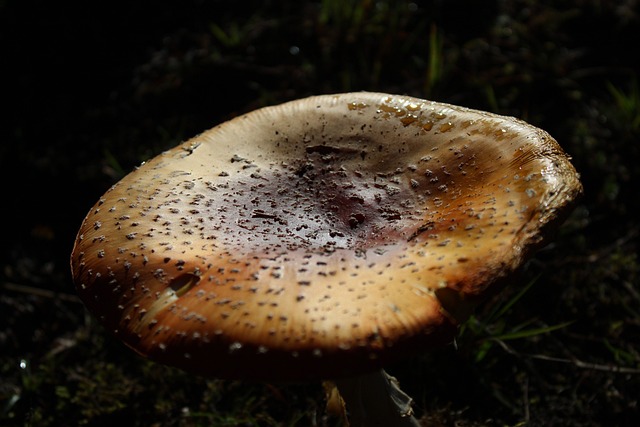 Natur, Fotografering, Fotograf, Rejse
