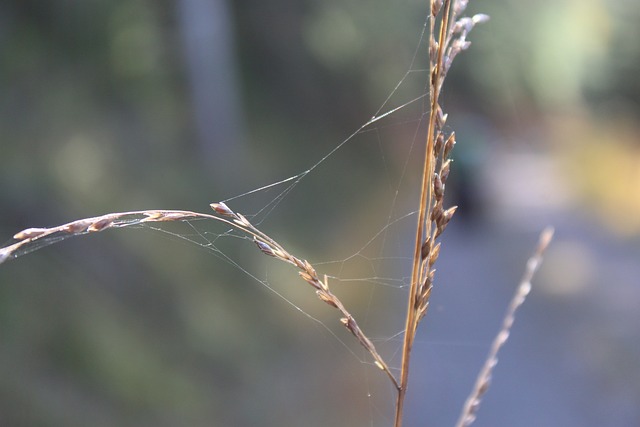 Fotografering, Blå Himmel, Natur, Fokus