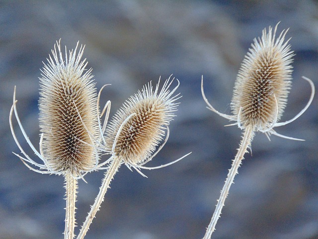 Free Nature Flower photo and picture