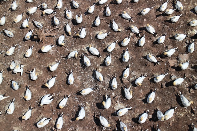 Free Gannet Bird photo and picture