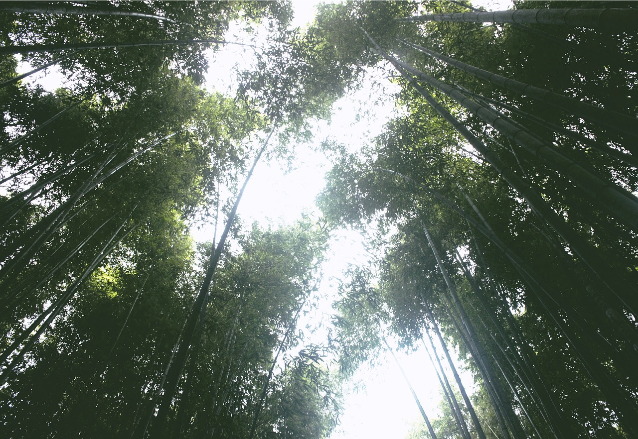 Bamboo Sky Japan Free Photo On Pixabay Pixabay