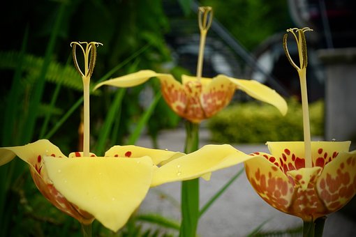 Free Flower Love photo and picture