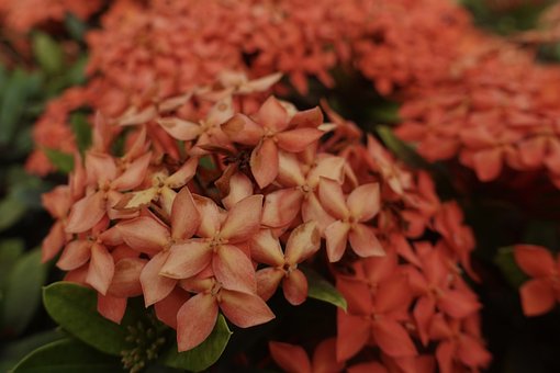 Free Bucket Flowers photo and picture