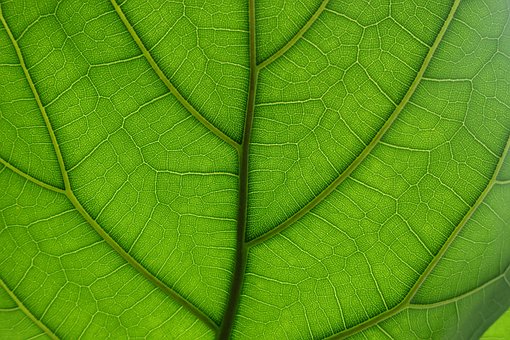 Free Three Leaf Nature photo and picture