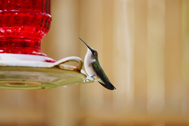 Page 2 - 30,000+ Free Small Hummingbird & Hummingbird Images - Pixabay