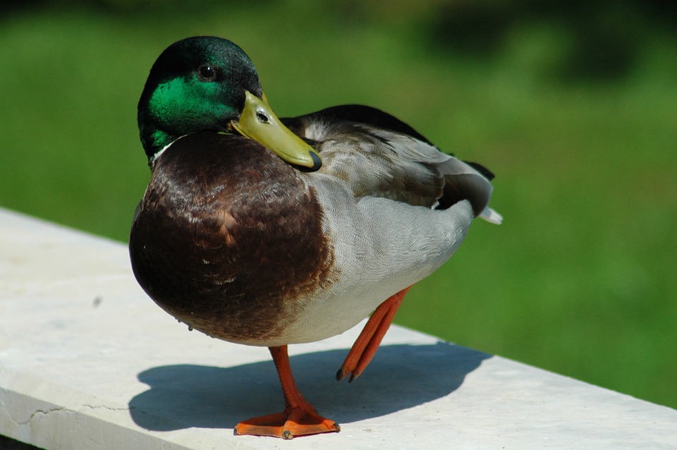 アヒル 歩く 鳥 - Pixabayの無料写真 - Pixabay