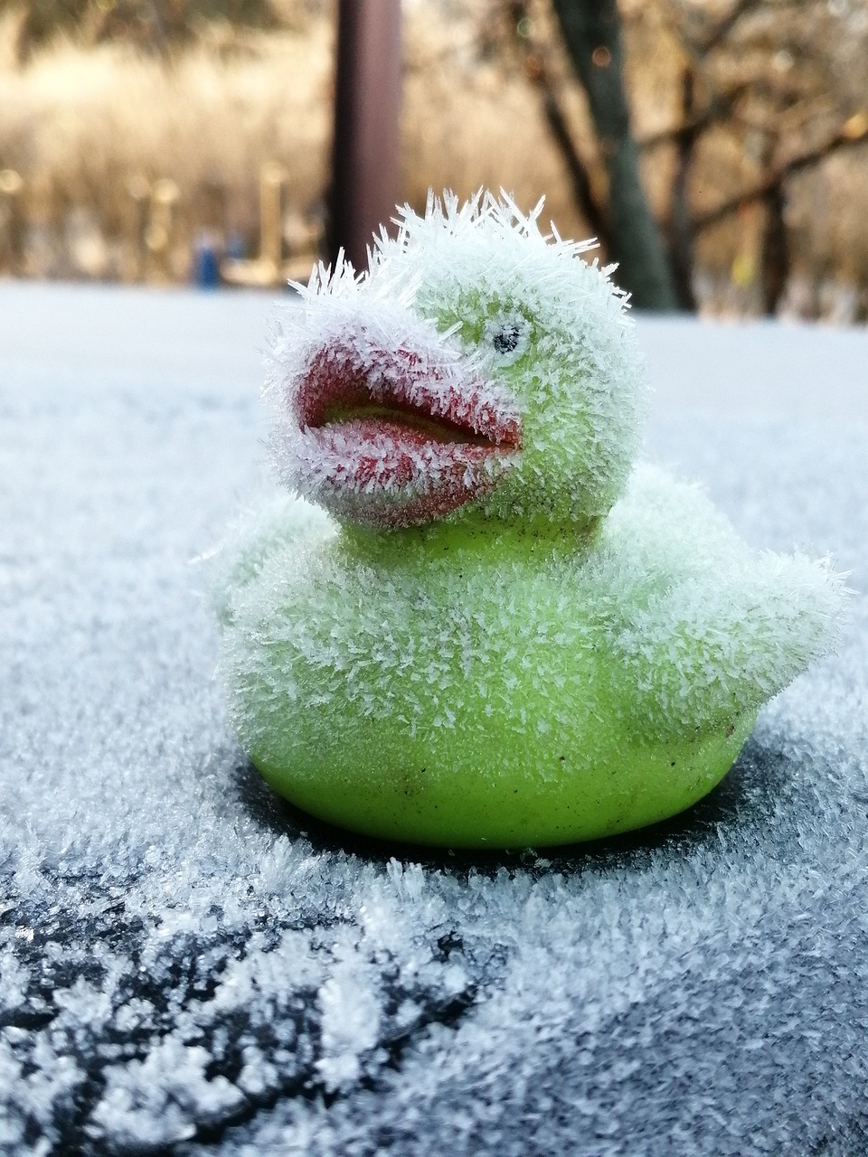 Duck Toy Winter Free photo on Pixabay Pixabay