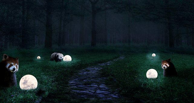 Fantasie, Panda, Maan, Woud, Groen Veld