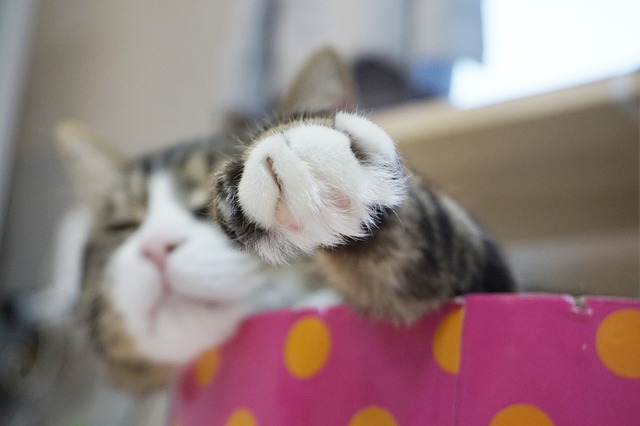 Free Cat Kitten photo and picture