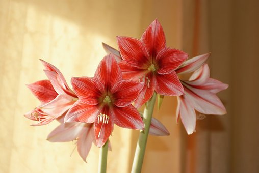 Free Flowers Flower Background photo and picture