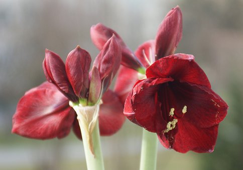 Free Flowers Red photo and picture