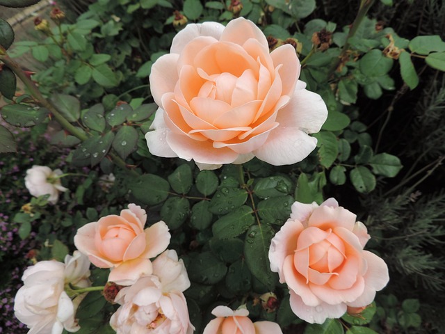 Free Summer Garden photo and picture