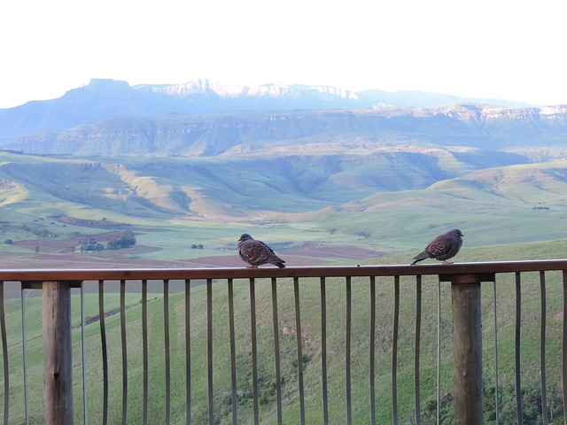 Free Birds Morning View photo and picture