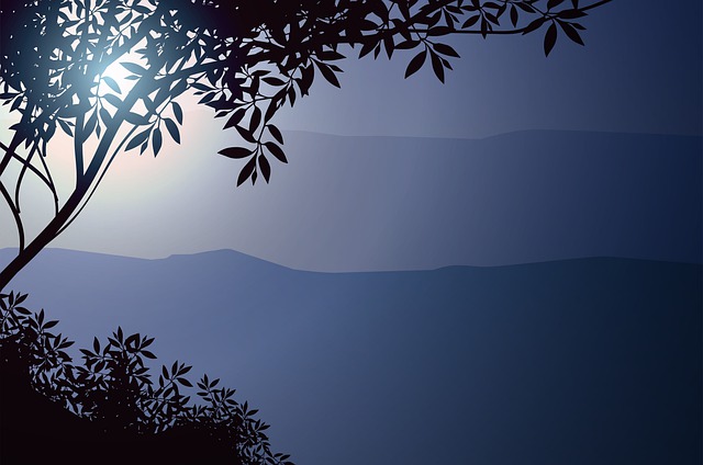 Tree, Forest, Nature, Sky, Trees