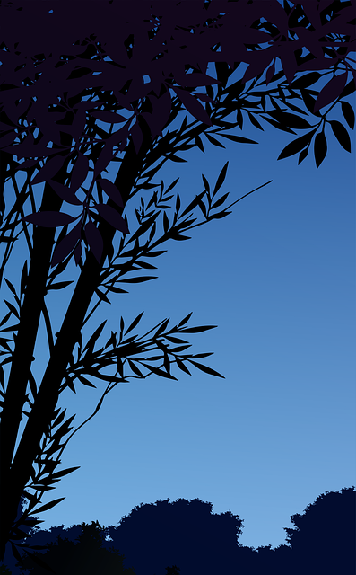 Tree, Forest, Nature, Sky, Trees
