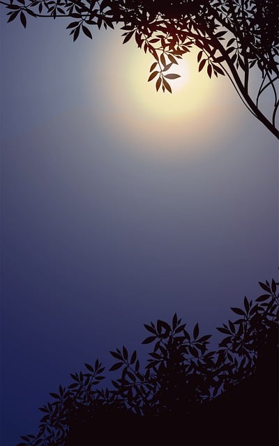 Tree, Forest, Nature, Sky, Trees