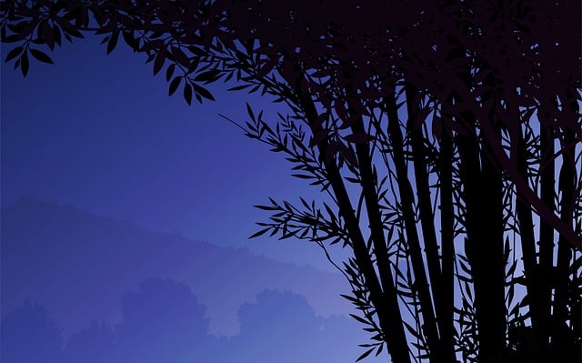 Tree, Forest, Nature, Sky, Trees