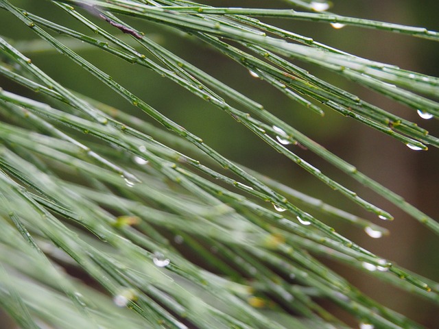 Free Drops Water photo and picture